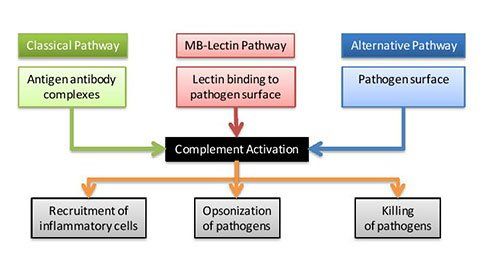 Diagram of the three complement activation pathways — classical, MB-lectin and alternative — converging on complement activation, which drives recruitment of inflammatory cells, opsonisation of pathogens and killing of pathogens.