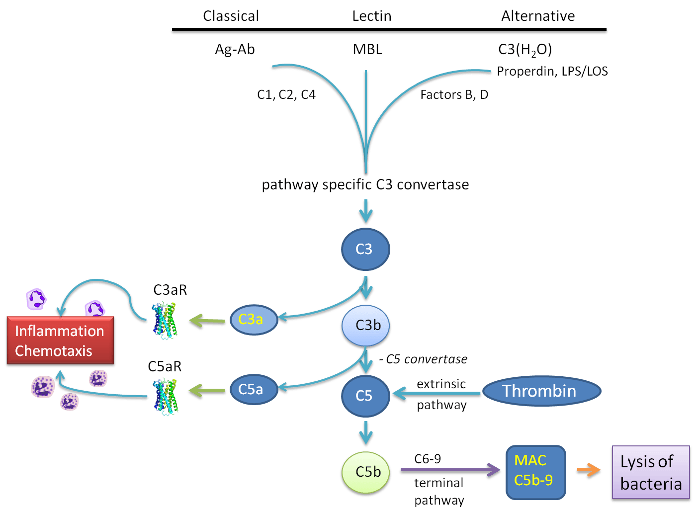 Diagram of the complement cascade showing the classical, lectin and alternative pathways converging on a pathway-specific C3 convertase, the cleavage of C3 and C5, the C3aR and C5aR receptors driving inflammation and chemotaxis, and the terminal pathway forming the membrane-attack complex (MAC, C5b-9) leading to lysis of bacteria.