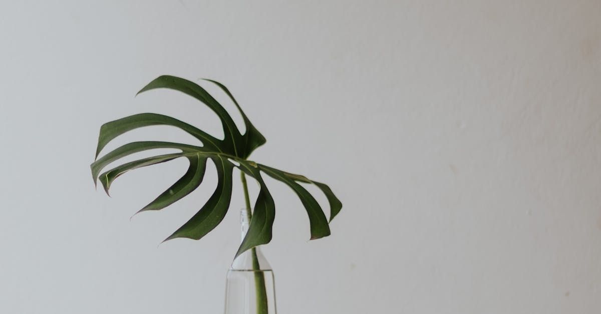 A single monstera leaf in a clear glass vase against a pale wall